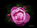 Rosa rosa - pink rose