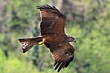 Picture Title - Black Kite