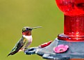 Picture Title - Humming bird