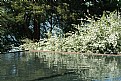 Picture Title - Reflecting Pool