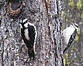 Picture Title - Woodpeckers