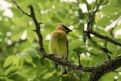 Picture Title - Cedar Wax Wing