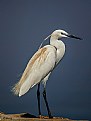 Picture Title - Snowy egret