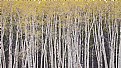 Picture Title - Aspens