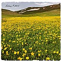 Picture Title - Yellow & Green