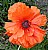 Field Poppy