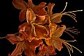 flame azalea 2 