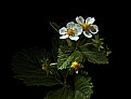 Picture Title -  wild strawberry