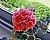 Geranium & Window