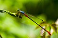 Damselfly