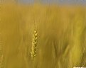 Picture Title - Wheat 