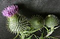 Picture Title - Bull Thistle