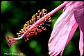 Picture Title - Pollen 