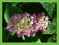 Picture Title - Hydrangea