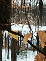 Picture Title - Snow and Trees