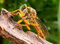 Picture Title - HAIRY ROBBER