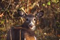Picture Title - Whitetail Buck