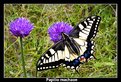 Picture Title - The Swallowtail