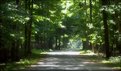 Picture Title - Jobes Woods, Presqu'ile Provicial Park