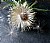 Bull Thistle Seedhead