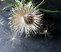 Picture Title - Bull Thistle Seedhead