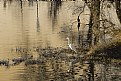 Picture Title - Two Herons