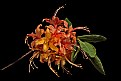 Picture Title -  natural hybrid azalea