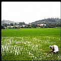 Picture Title - Rice