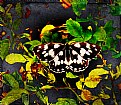 Butterfly in oils