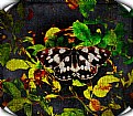 Picture Title - Canvas Butterfly