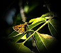 Picture Title - Drying Wings