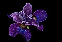 Picture Title - purple iris 