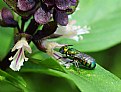 in search of pollen