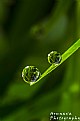 Picture Title - Two Drops
