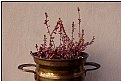 Picture Title - flowerpot still
