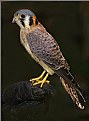 American Kestrel