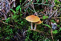 Picture Title - mushroom 