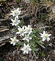 Picture Title - Edelweiss