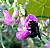 Carpenter Bee