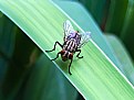 Picture Title - another fly