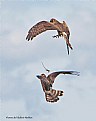 Picture Title - Feeding in the air. High Aerobatics.