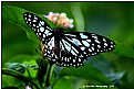 Picture Title - Butterfly -3