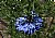 blue nigella