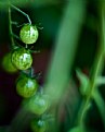 Picture Title - Green Tomatoes