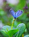 Picture Title - azure butterfly