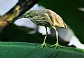 Picture Title - Indian Pond Heron