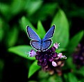Picture Title - azure wings-1