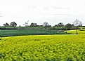 Picture Title - Canola Again