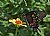 zinnia and black swallowtail