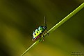 Picture Title - Jewel Bug